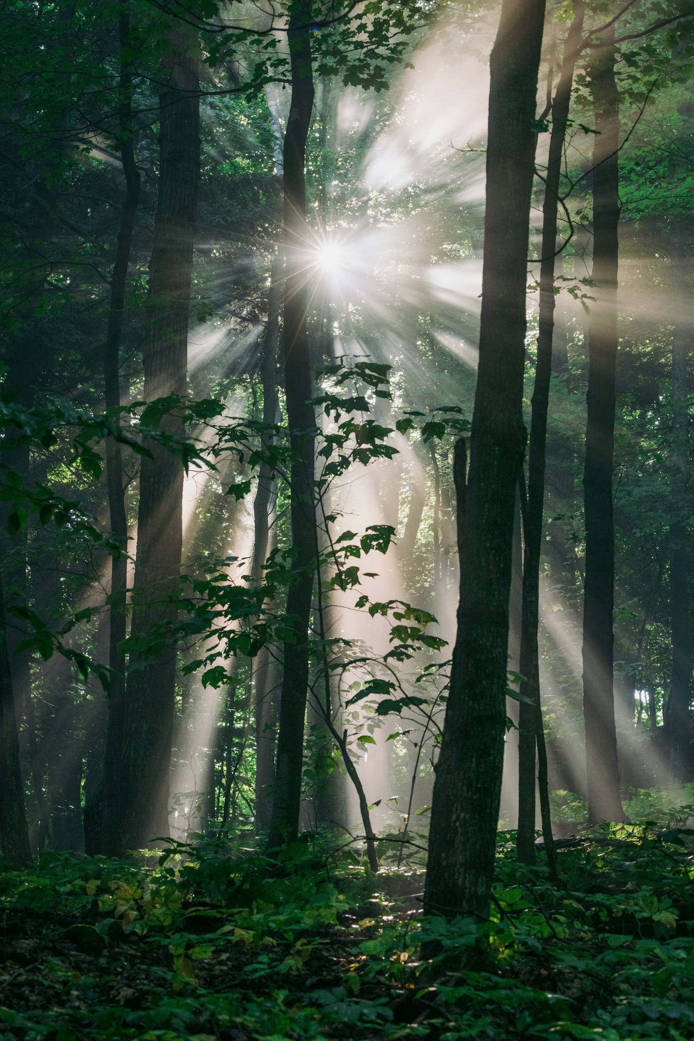 Luz natural atravessando uma floresta tranquila